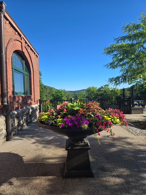 NCA replanted Robertson Plaza with flowering perennials